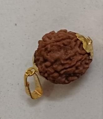 Authentic 7 Mukhi Rudraksha with Decorative Cap